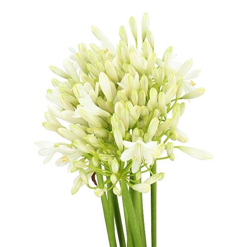 AGAPANTHUS PRINCESS MARILENE