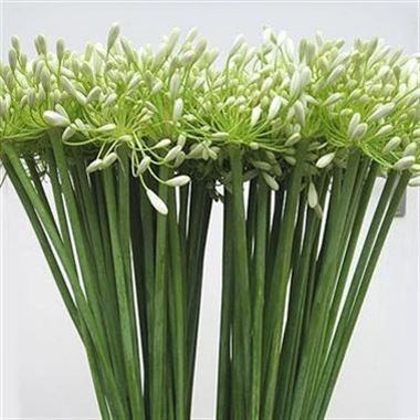 AGAPANTHUS PRINCESS MARILENE
