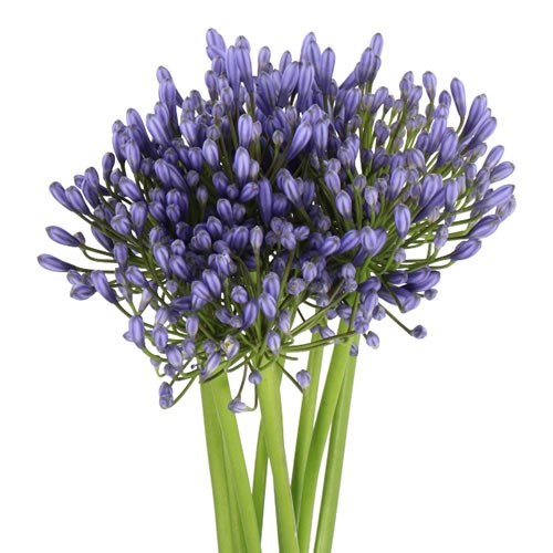 AGAPANTHUS SUSAN