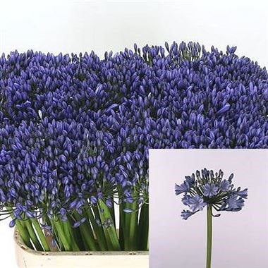 AGAPANTHUS SUSAN