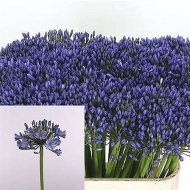 AGAPANTHUS SUSAN