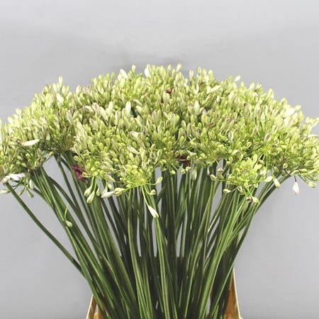 AGAPANTHUS UMBELLATUS ALBU