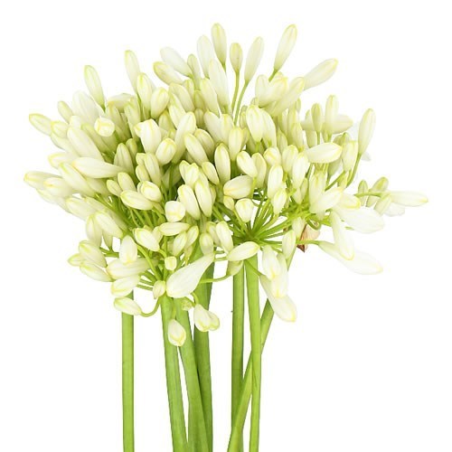 AGAPANTHUS VOLENDAM