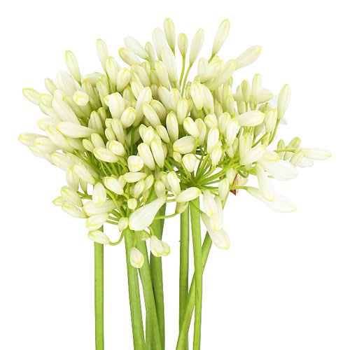 AGAPANTHUS VOLENDAM