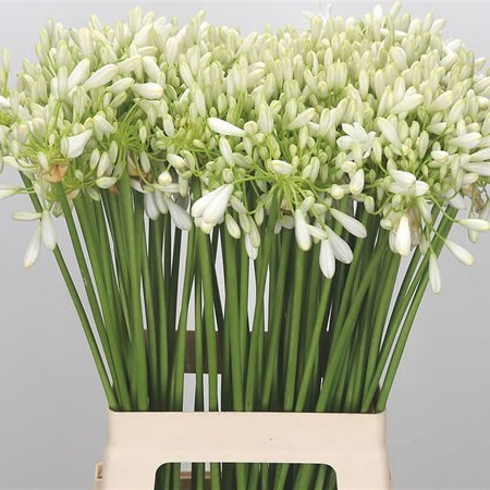 AGAPANTHUS VOLENDAM