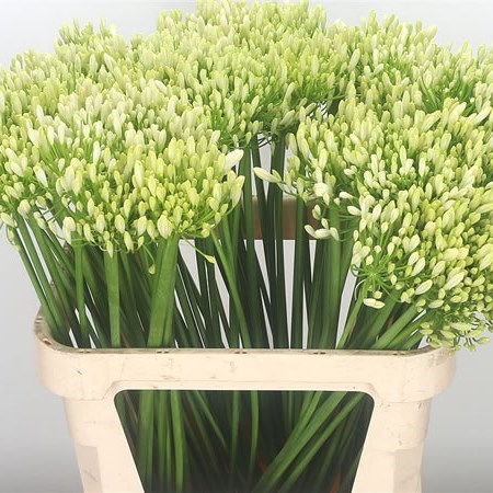 AGAPANTHUS WHITE BEAUTY