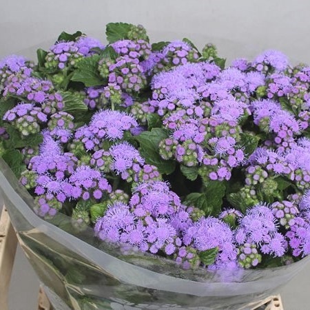 AGERATUM BLUE HORIZON