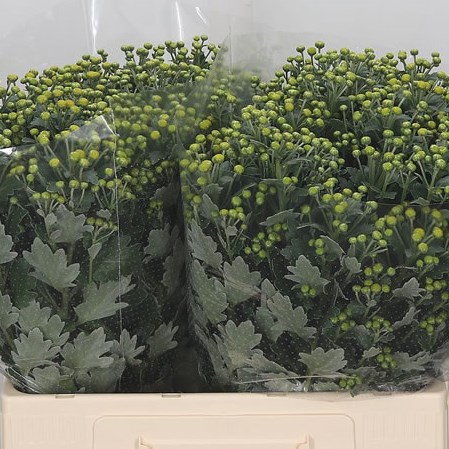 AJANIA PACIFICA GREENDAY
