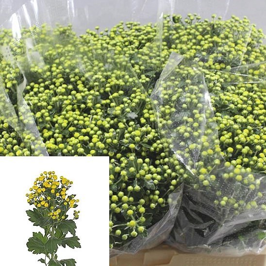 AJANIA PACIFICA YELLOWDAY