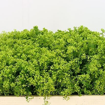 ALCHEMILLA MOLLIS