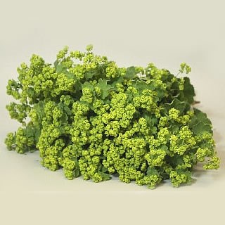 ALCHEMILLA ROBUSTICA