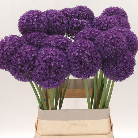 ALLIUM AMBASSADOR