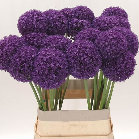 ALLIUM AMBASSADOR