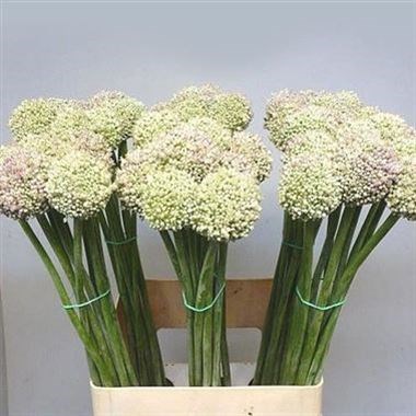 ALLIUM AMPELOPRASUM