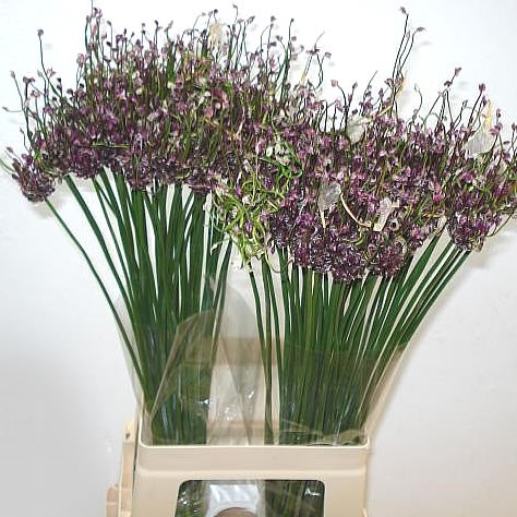ALLIUM ARTEMISIA