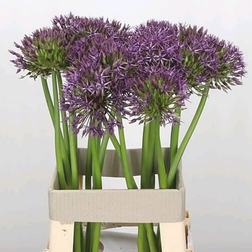 ALLIUM ATLAS