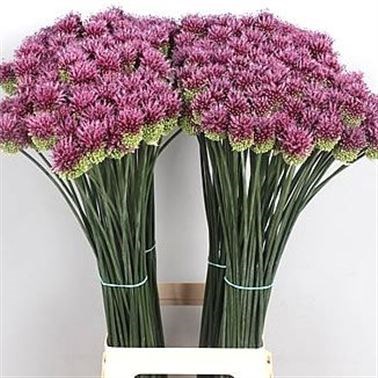 Purple Bullet Allium Flower Stems