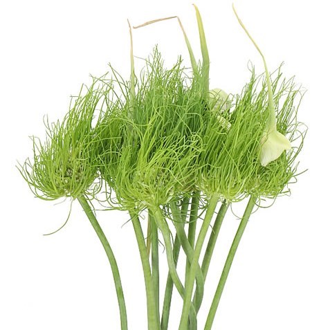 ALLIUM CATWEAZLE