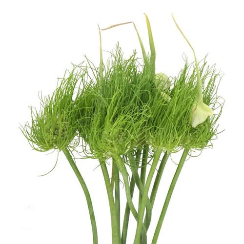 ALLIUM CATWEAZLE