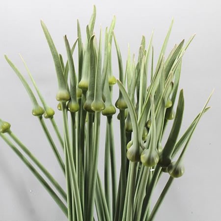 ALLIUM CEPA JUDITH