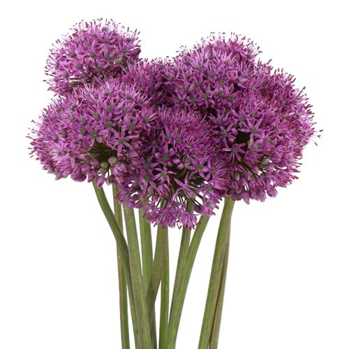 ALLIUM DARK KNIGHT