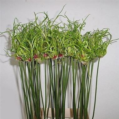 ALLIUM DREADY