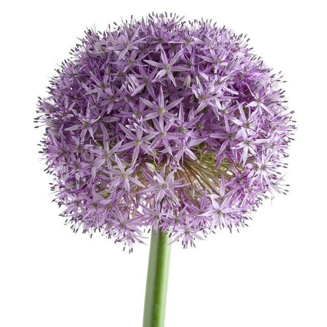ALLIUM DUTCHMAN