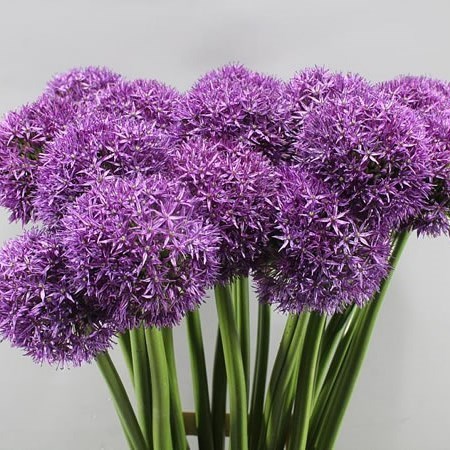 ALLIUM DUTCHMAN