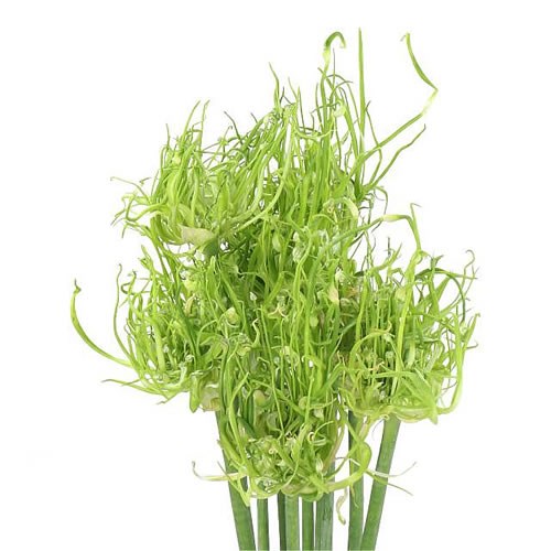 ALLIUM FIDO DIDO AMPELOPRASUM