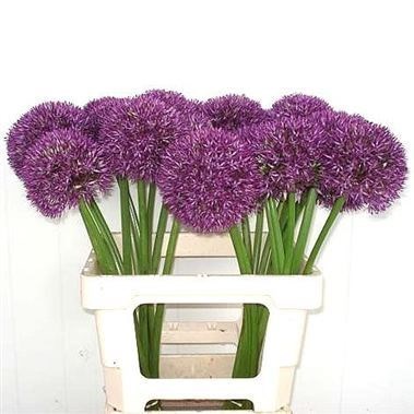 ALLIUM GIGANTEUM