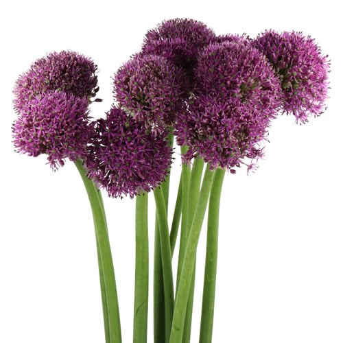 ALLIUM GLA SENSATION
