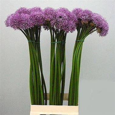 ALLIUM GLADIATOR