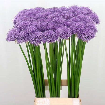 ALLIUM GLADIATOR
