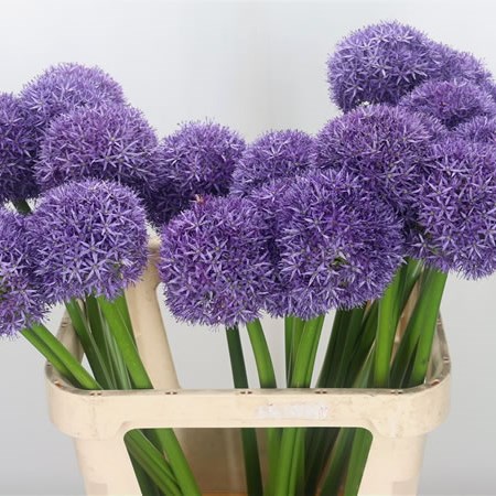ALLIUM GLOBEMASTER