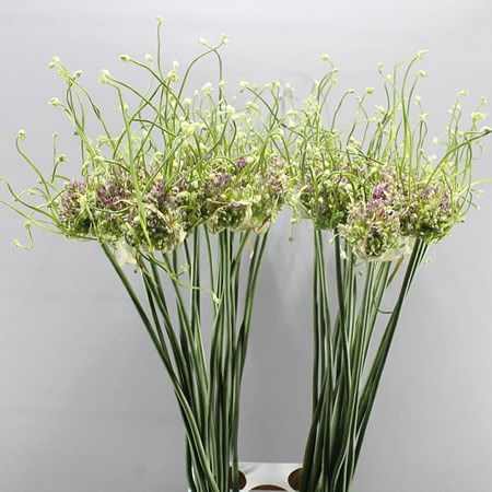 ALLIUM GREEN DROPS