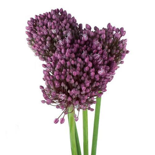 ALLIUM JASMINE