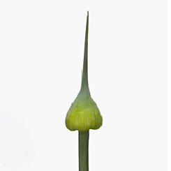 ALLIUM KENTON