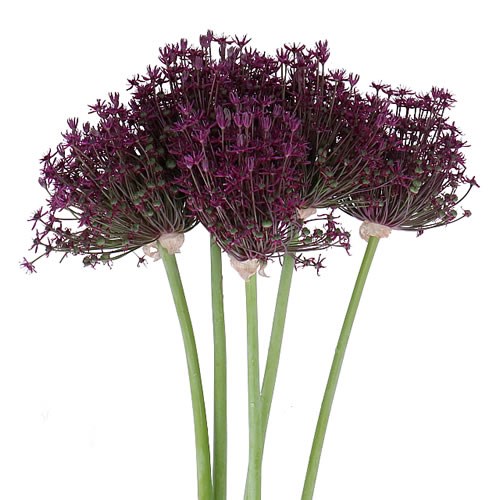 Allium Purple Sensation - Aglio ornamentale Allium Purple Sensation - Aglio ornamentale