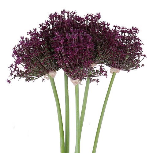 ALLIUM MIAMI