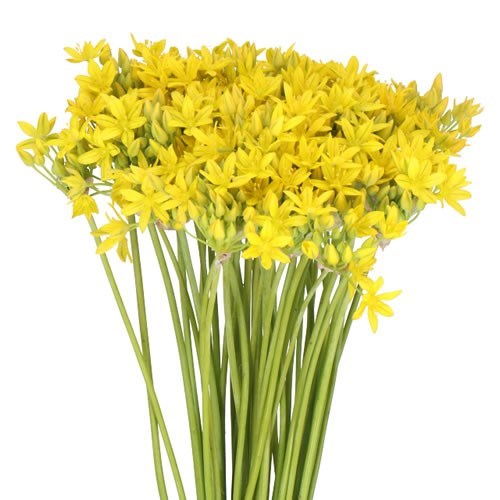 ALLIUM MOLLY JEANNINE