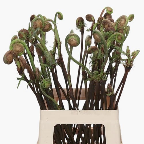ALLIUM MONKEY TAIL ZENMAI