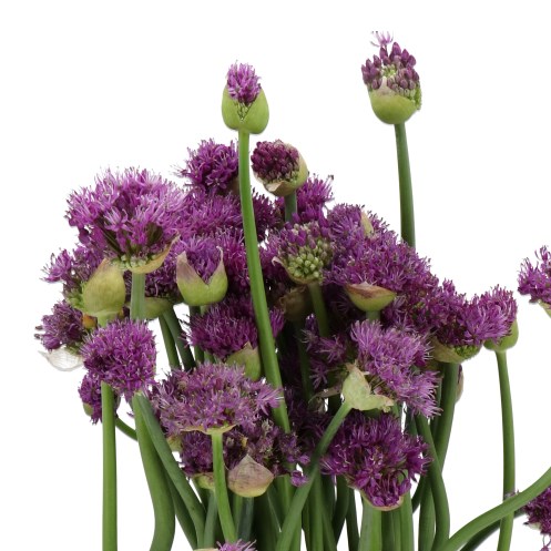 ALLIUM MURASAKI
