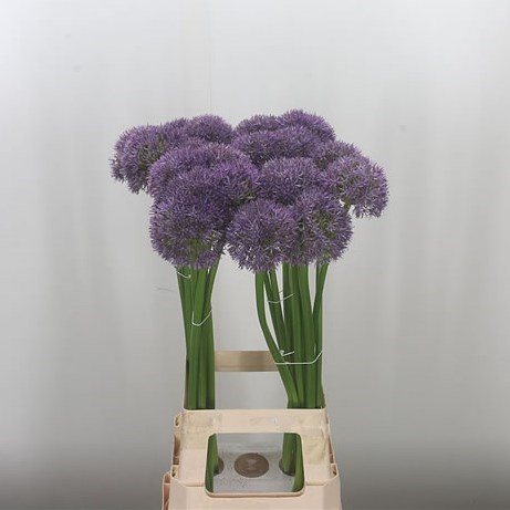 ALLIUM PINBALL WIZARD