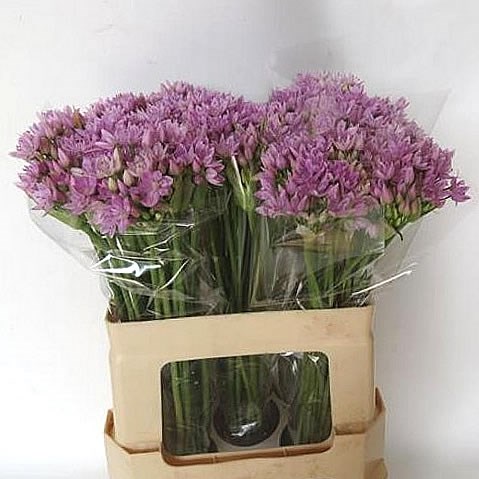 Allium roseum on sale