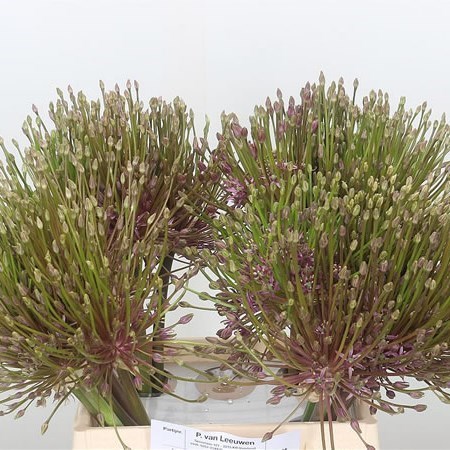 ALLIUM SCHUBERTII