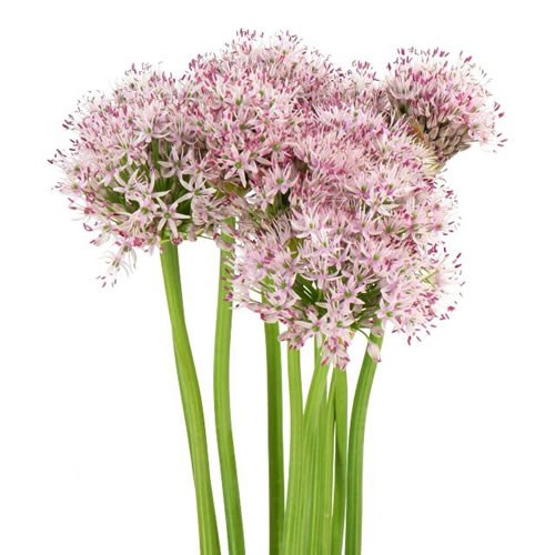 ALLIUM SMOKEY EYES