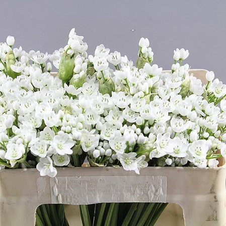 ALLIUM SPRAY WHITE