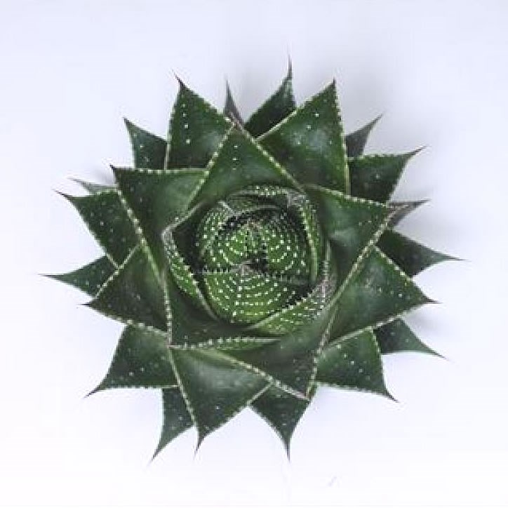 ALOE COSMO 10cm