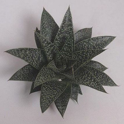 ALOE FLOW 9cm