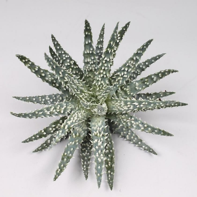 ALOE HUMILIS 10cm